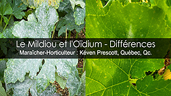 Oïdium et Mildiou