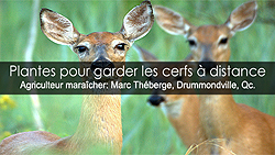 Plantes résistantes aux cerfs