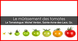 Faire mûrir les tomates