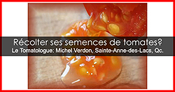 Récolter des graines de tomates