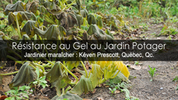 Résistance au gel des plantes