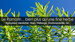 Romarin et le compagnonnage