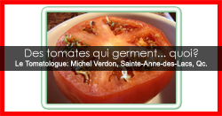Tomate qui germe sur le comptoir