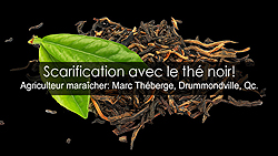 Scarifier des graines à l'aide du thé noir - Les étapes