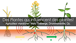 Plantes potagères allélopathiques - Des substances chimiques qui affectent d'autres plantes