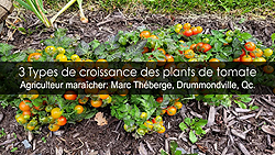 Tomates les Types de croissance - Déterminée indéterminée et semi-déterminée
