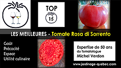 Tomate Rosa di Sorrento