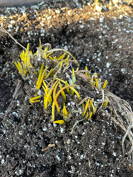 Une vivace hâtive au printemps