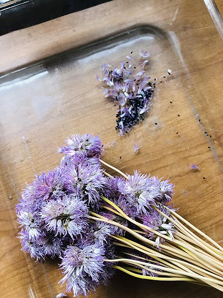 Semences de ciboulette