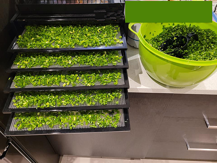 Séchage des tiges pour en faire des flocons de ciboueltte