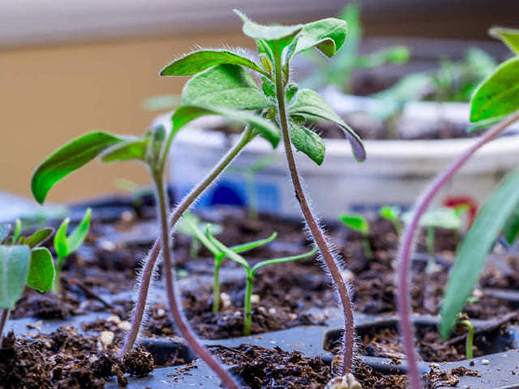 Germination des semences de tomates