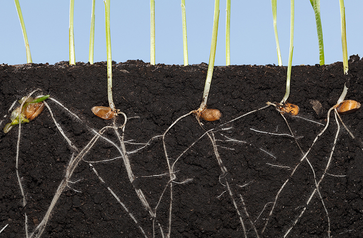 Germination des graines