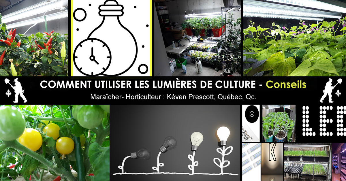 Lampes de culture