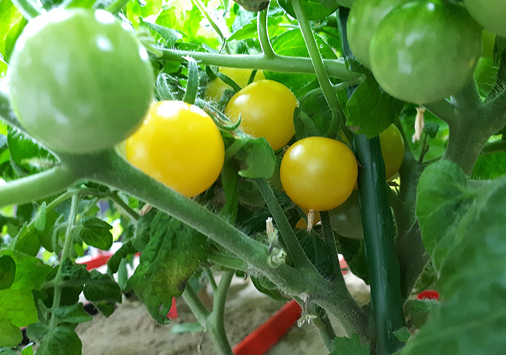 Tomates sous lampes de culture