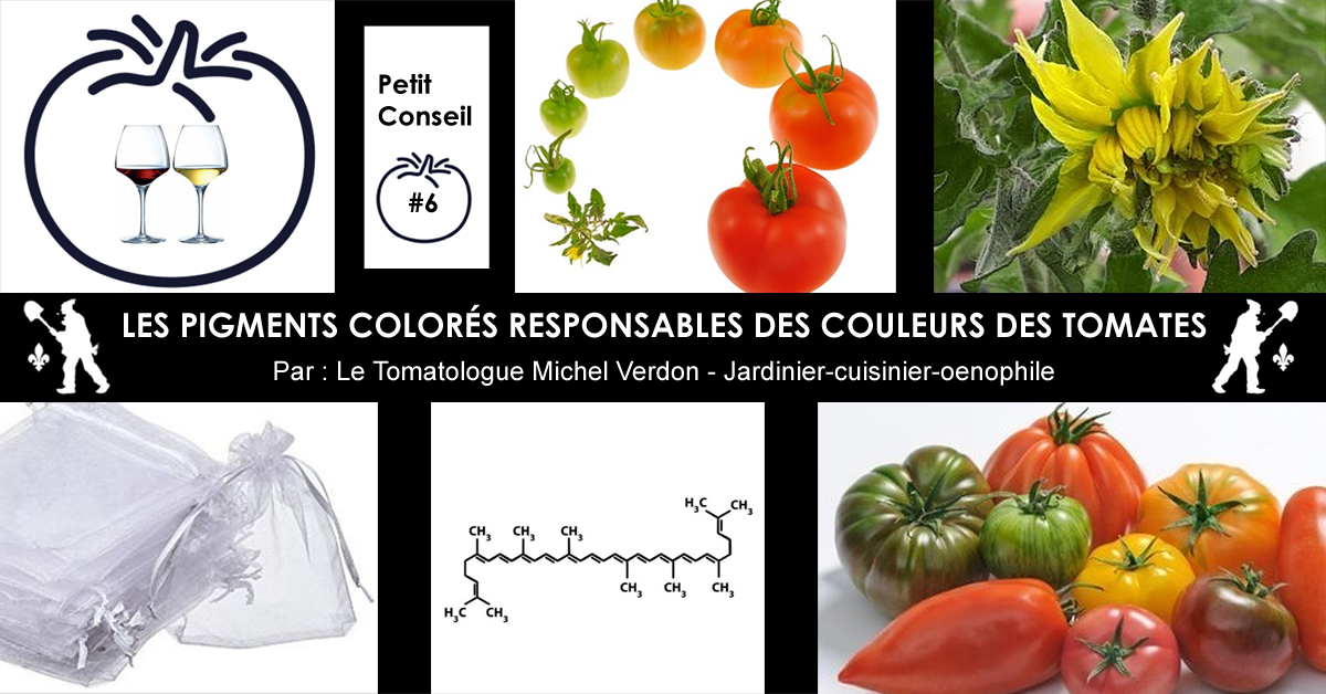 Couleurs des tomates