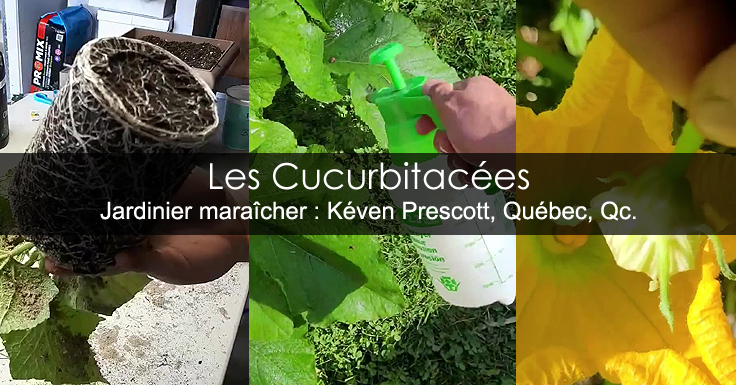 Cucurbitaceae