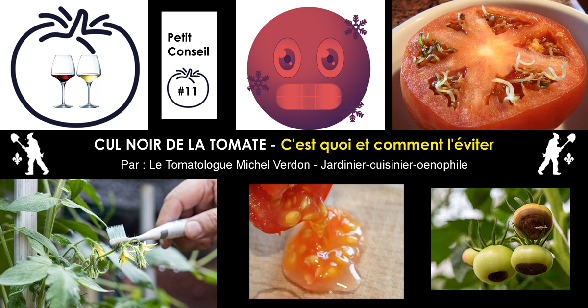 Cul noir de la tomate