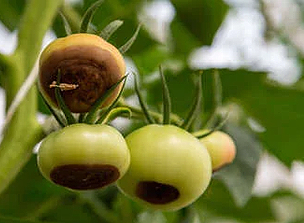Cul noir de la tomate - pourriture apicale - nécrose apicale