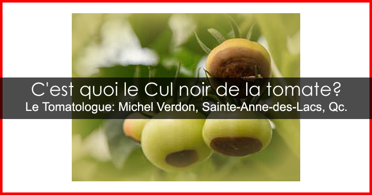 Le cul noir de la tomate - pourriture apicale - nécrose apicale