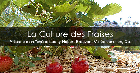 Culture des fraises