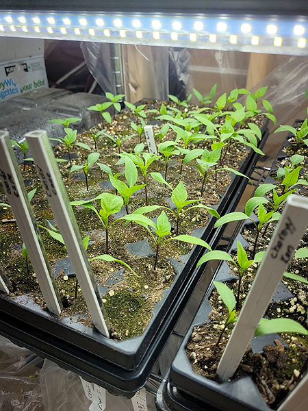 Semis de piments et poivrons