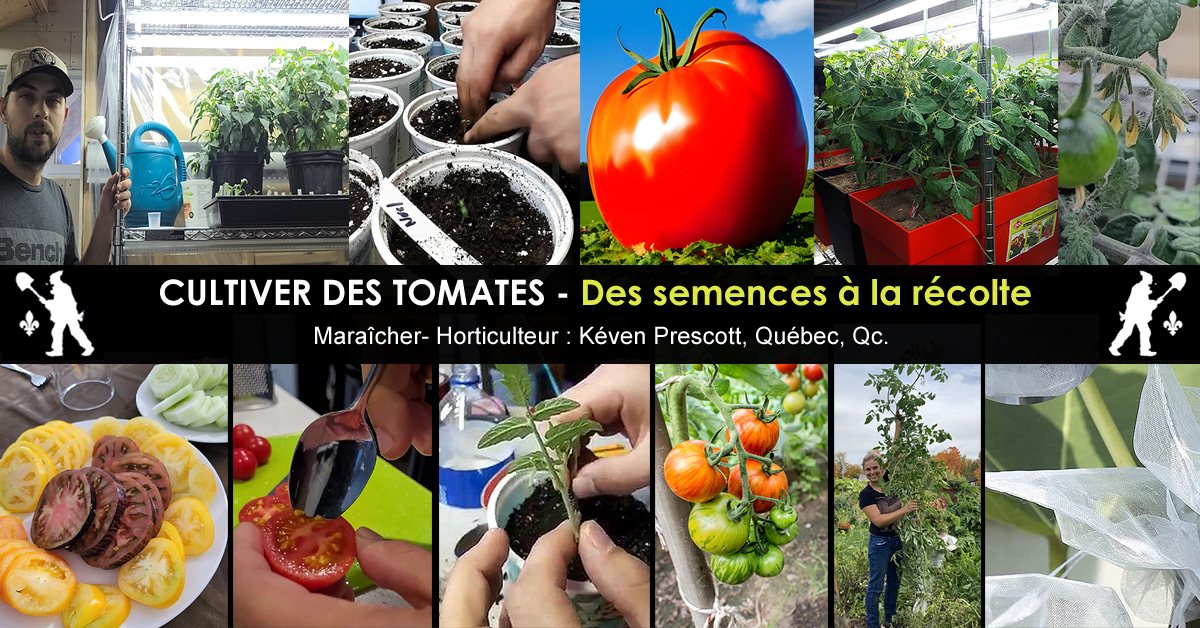 Tomates