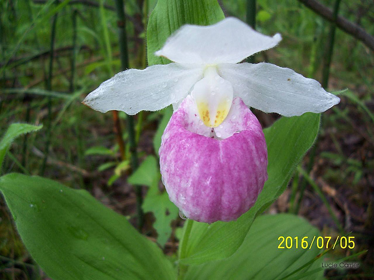 Plantes menacées ou vulnérables de la flore du Québec - Le Cypripède royal ou Cypripède de la reine - Orchidées et plantes sauvages du Québec