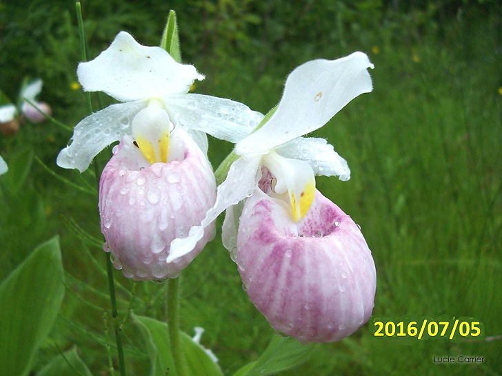 Les Plantes sauvages du Québec - Le Cypripède Royal une orchidée du Québec
