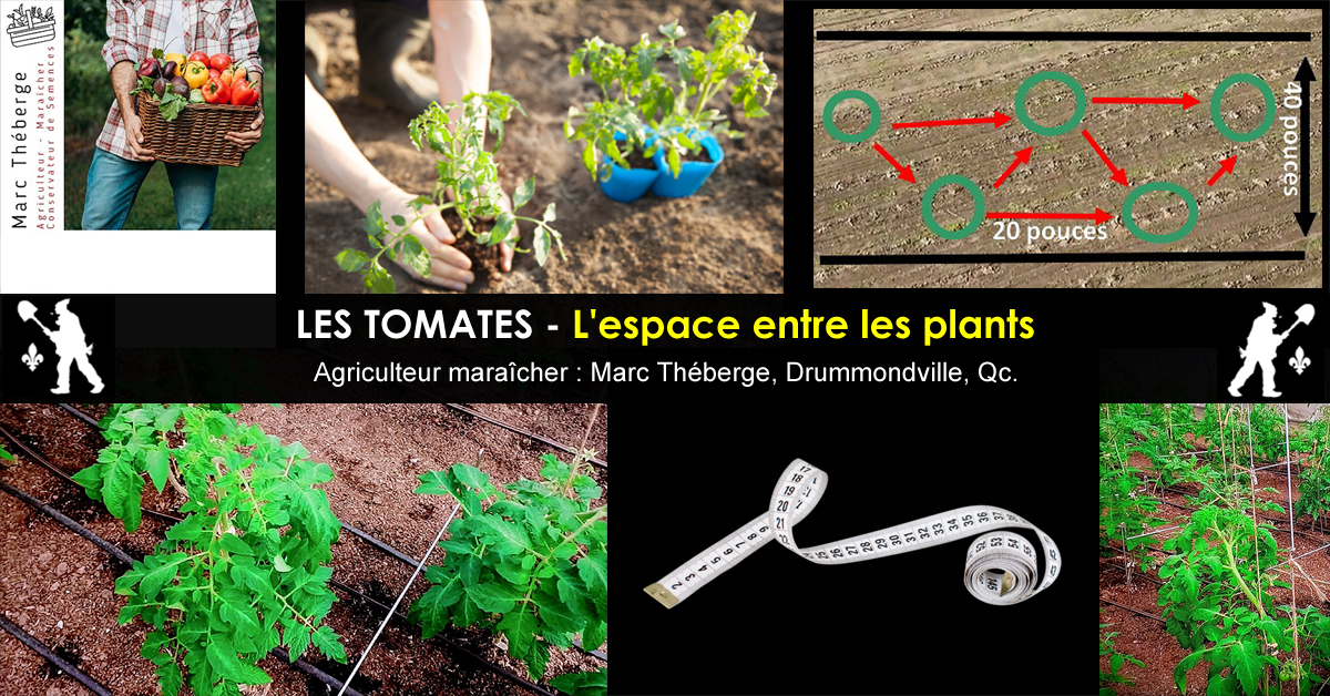 Espace entre les plants de tomates