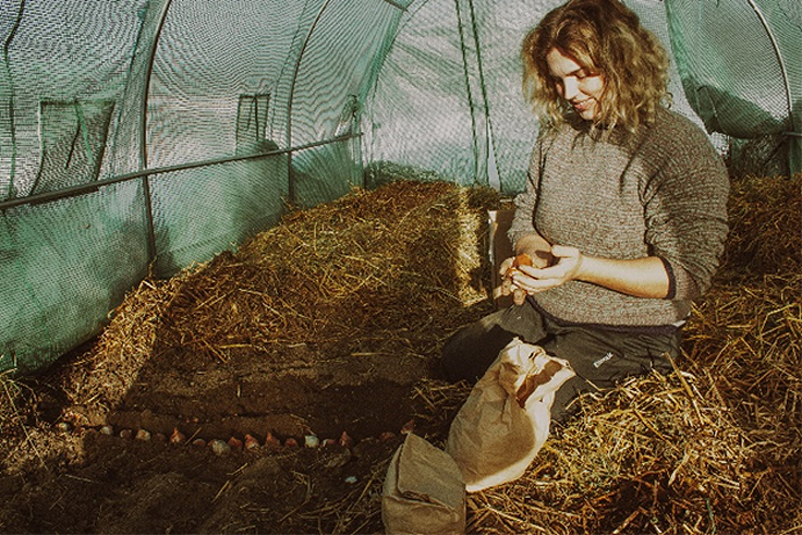 Plantation des bulbes de tulipes
