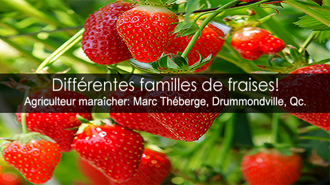 Les différentes familles de fraises
