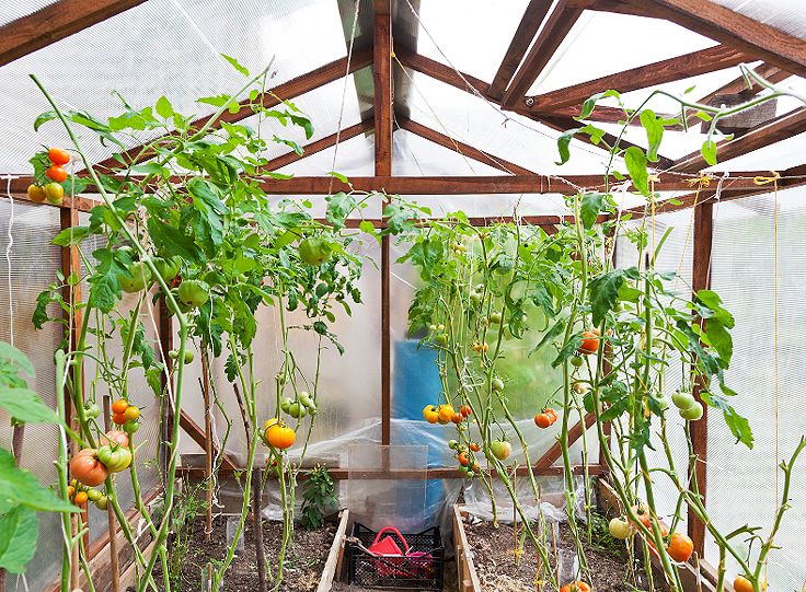 Attacher les tomates en serre