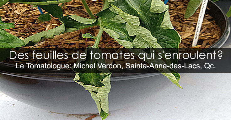 Maladie feuilles tomates