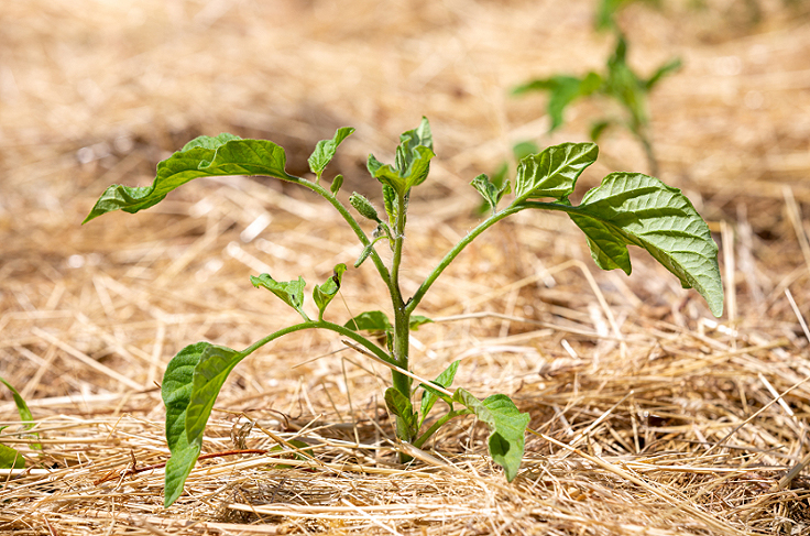 Paillage des plants de tomates