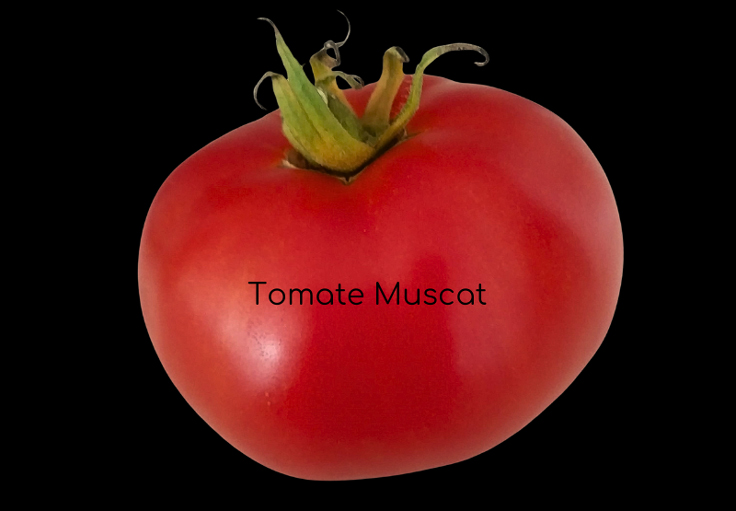 Tomate muscat