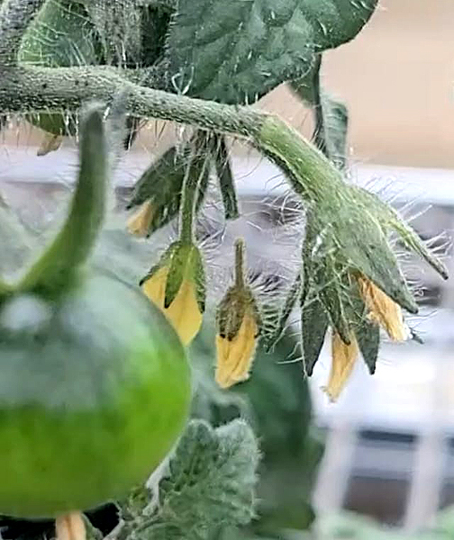Fleurs de tomates et fruits