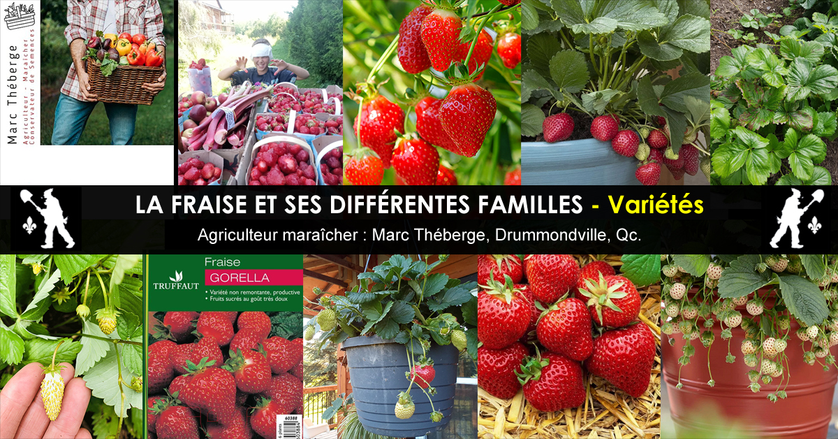 La fraise et ses différentes familles