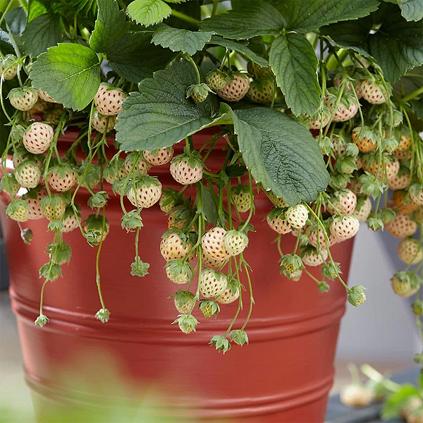 Fraise Pineberry