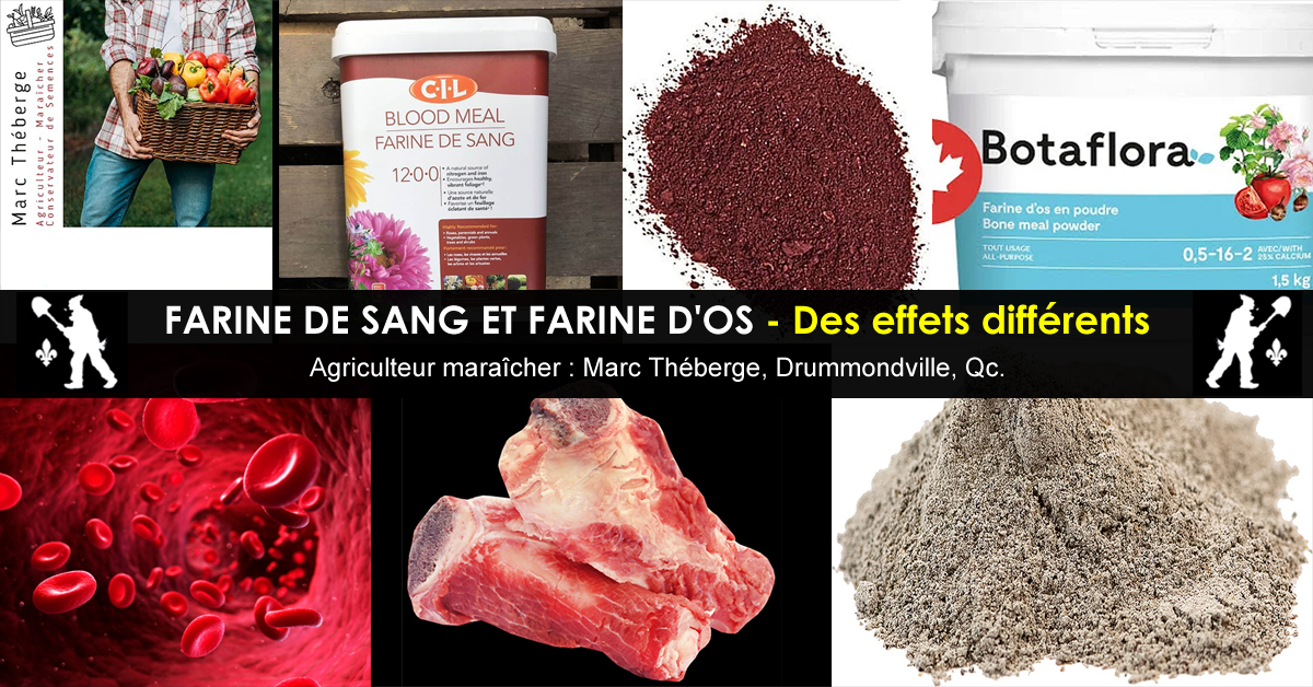 Farine de Sang et Farine d'Os - Deux types d'engrais organiques