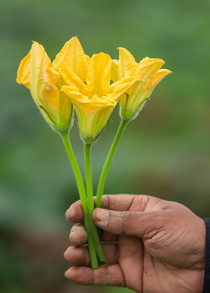 Fleurs mâles de courge