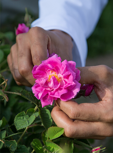 Pétales de roses comestibles