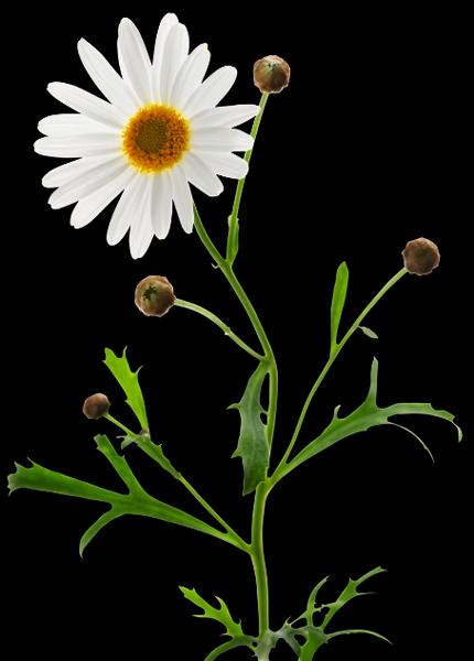 Margerite comestible