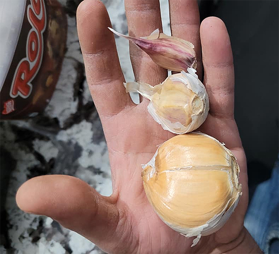 Casser les caïeux d'ail