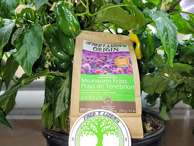 Frass de ténébrions