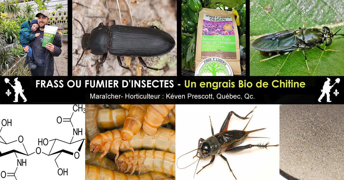 Frass un engrais fait d'insectes