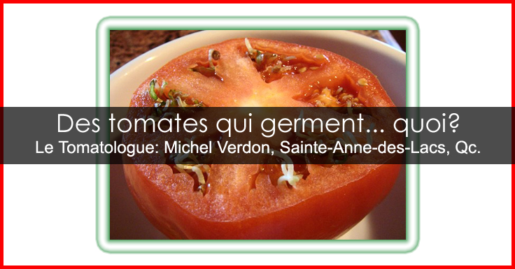 Graines qui germent dans une tomate