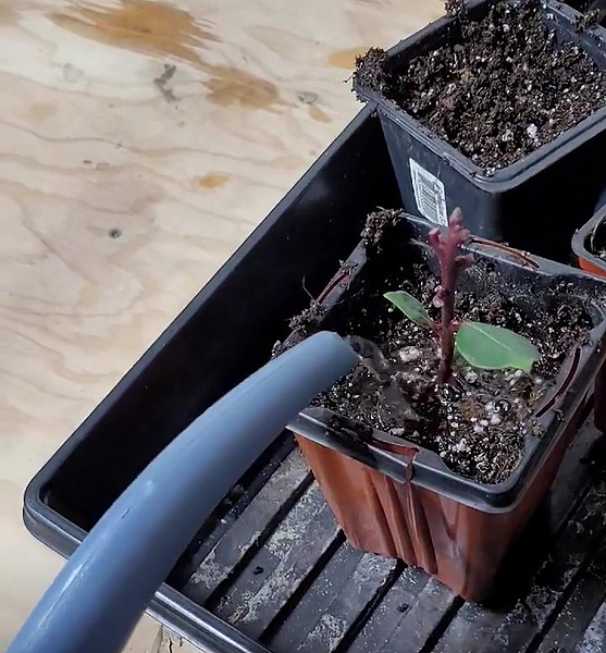 Boutures de Laurier-sauce