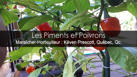 Culture des piments