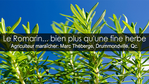 Le romarin au jardin potager