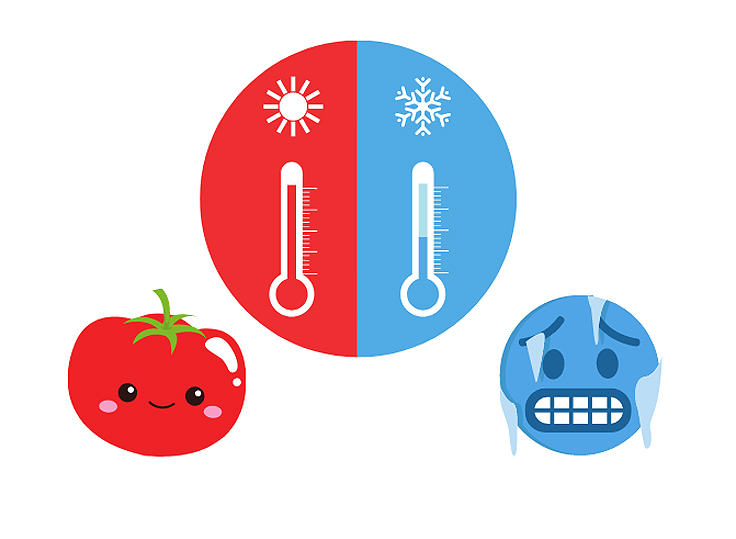 Température tomates